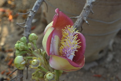 Couroupita guianensis